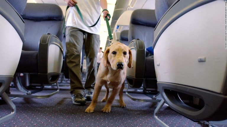 米デルタ航空が、機内に乗り込む介助犬などの動物に年齢制限を導入する/Stephen Chernin/Getty Images North America/Getty Images