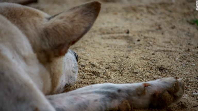 犬によるけがは２番目に多かった/Shutterstock