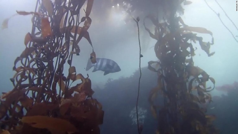 日本の近海に生息するイシダイが、米カリフォルニアのモンテレー湾で目撃されている/Nicholas Ta