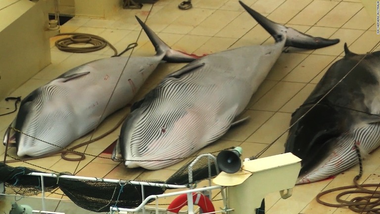 日本が国際捕鯨委員会（ＩＷＣ）から脱退し、商業捕鯨を再開する方針を表明した/Sea Shepherd Australia