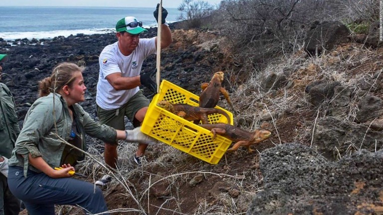 リクイグアナ１４００匹あまりが、３～４日にかけてサンティアゴ島に放たれた/Facebook/parquegalapagos