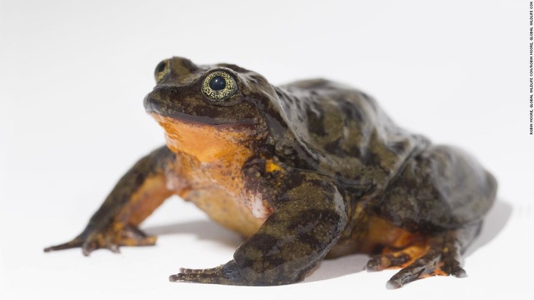 Cnn Co Jp 世界一孤独なカエル に 花嫁 見つかる 絶滅回避に向け光明 ボリビア