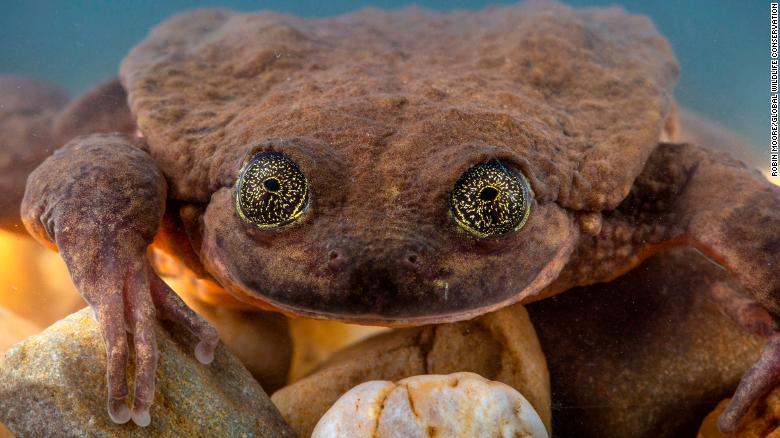 ロミオの「花嫁」候補に選ばれた「ジュリエット」/Robin Moore/Global Wildlife Conservation