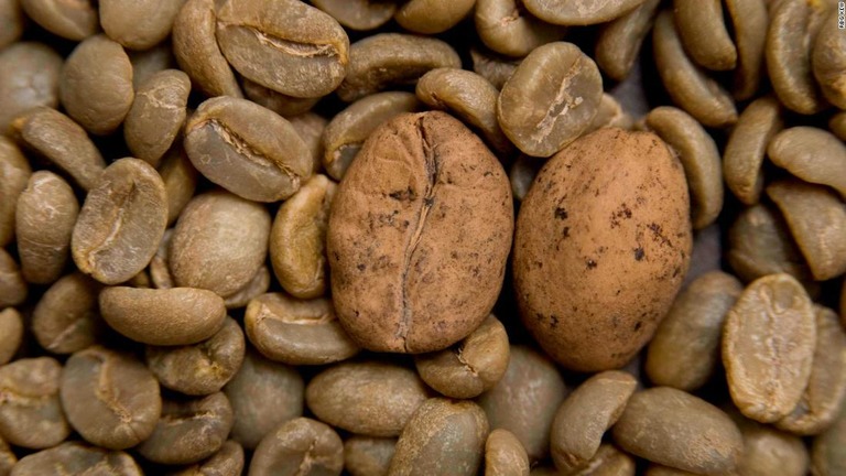 コーヒーの野生種のうち、絶滅の危機に直面している種が６割を占めるという/RBG Kew