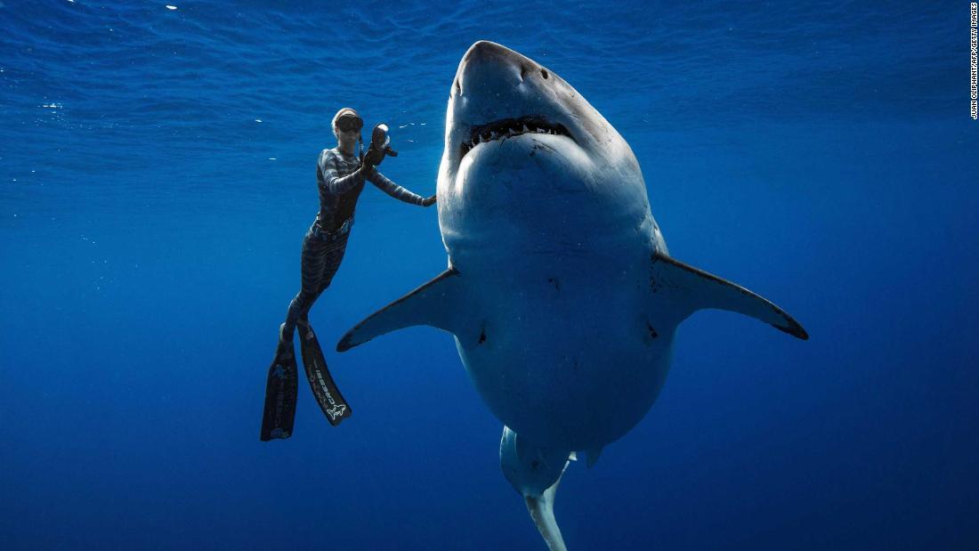 ホオジロザメの「ディープブルー」と泳ぐダイバーのオーシャン・ラムジー氏/JUAN OLIPHANT/AFP/Getty Images
