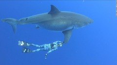 伝説の巨大ホホジロザメに遭遇、撮影に成功　ハワイ沖