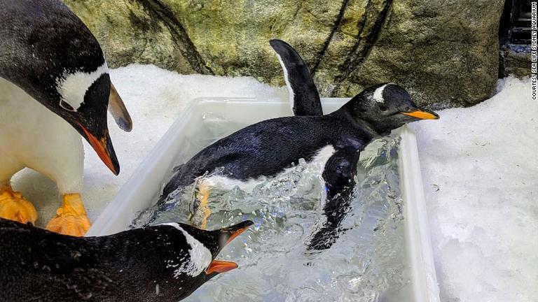 今は泳ぎの訓練を受けており、飛び込みを習得した/Courtesy SEA LIFE Sydney Aquarium