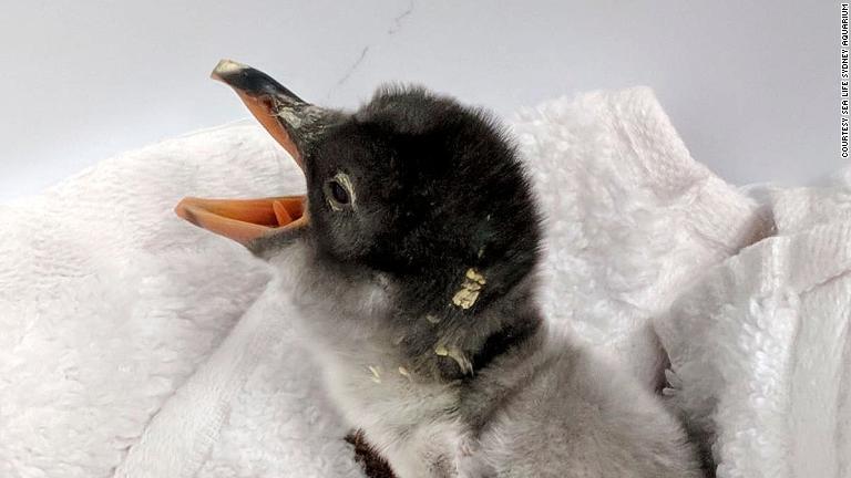 飼育員は個体群を観察するために性別を把握する必要があるが、ペンギンの世界では性別ごとの役割は明確に決まっていない/Courtesy SEA LIFE Sydney Aquarium