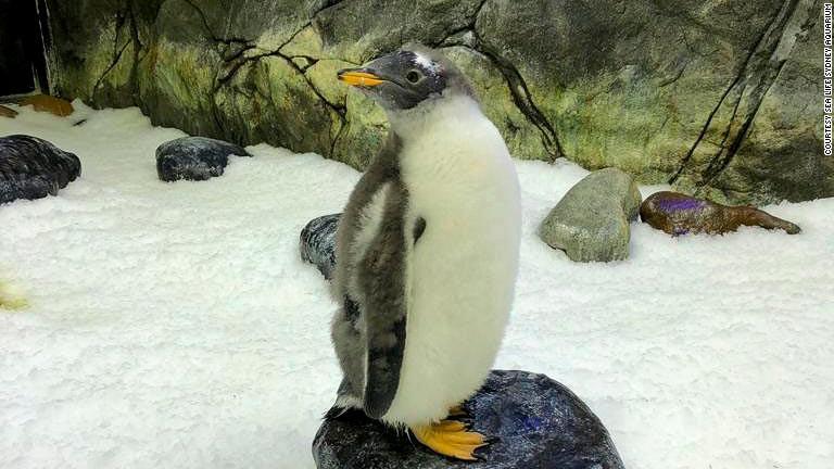 ペンギンの同性カップル「スフェン」と「マジック」に育てられているひな「スフェンジック」/Courtesy SEA LIFE Sydney Aquarium