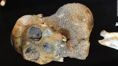 南アで発見の初期人類化石、進化の「ミッシングリンク」と研究者
