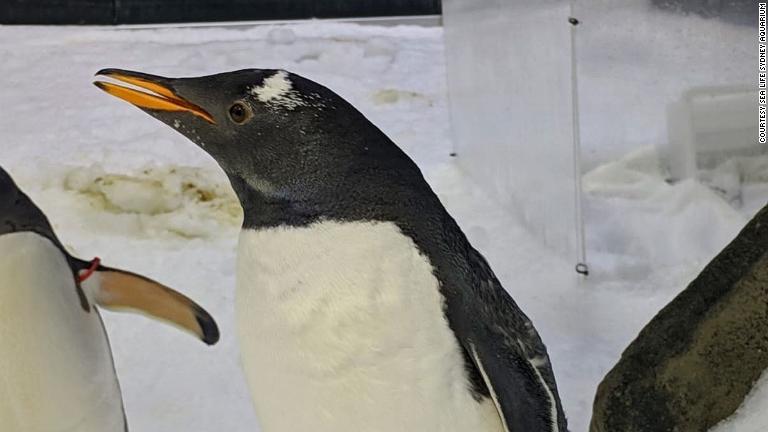 水族館のペンギン飼育員はCNNトラベルとのインタビューで「世界中から来園する人々が気にかけ、大きな関心を寄せてくれるのはとてもうれしいこと」と話している/Courtesy SEA LIFE Sydney Aquarium