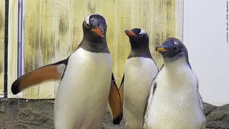 「両親」と写真に収まるスフェンジック。水族館の発表によると、性別は雌だという/Courtesy SEA LIFE Sydney Aquarium