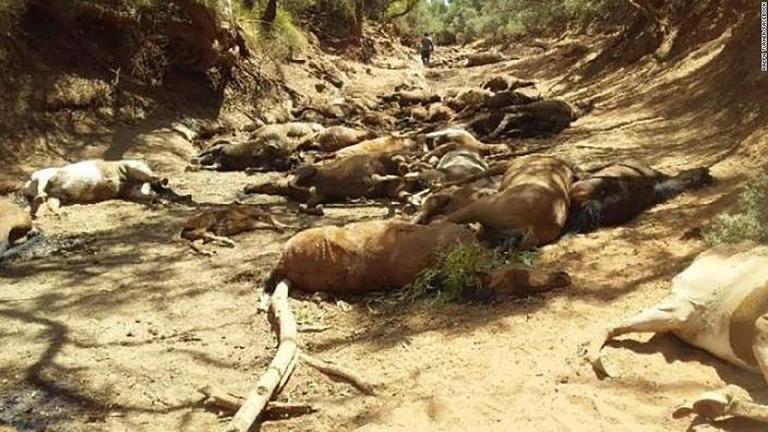 酷暑が猛威を振るう豪州で水場が枯れ、野生の馬が大量死した/Ralph Turner/Facebook