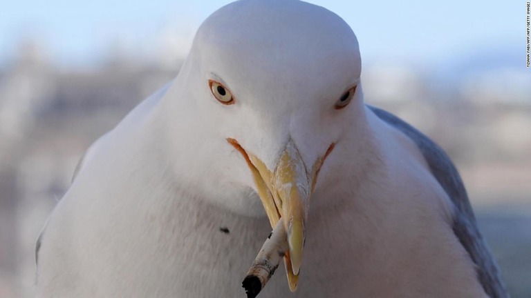 河川や海洋を汚すたばこの吸い殻が、そこにすむ生物の命も奪っている/TIZIANA FABI/AFP/AFP/Getty Images