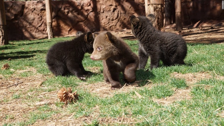 米アラスカ州でクマの親子を殺した男に実刑判決が言い渡された（写真は資料写真）/Bearizona