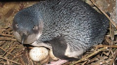 コガタペンギンが巣穴から盗まれる、密輸の可能性も　ＮＺ