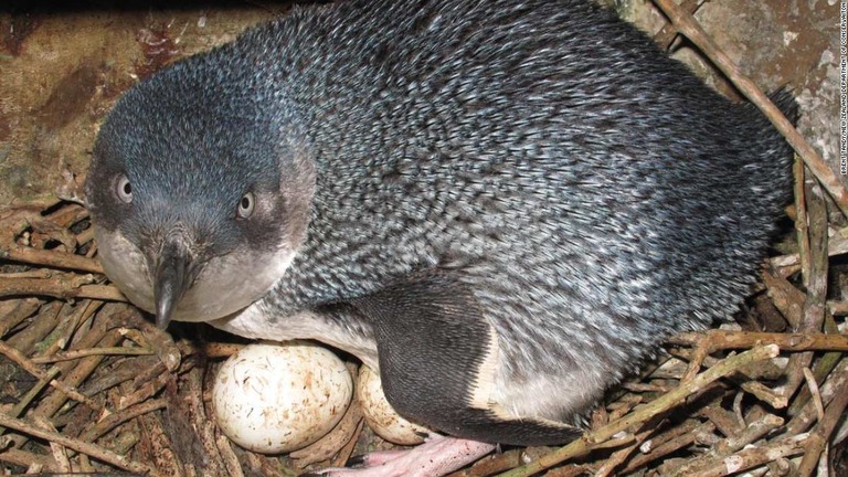 巣の中で卵に寄り添うコガタペンギン/Brent Tandy/New Zealand Department of Conservaiton