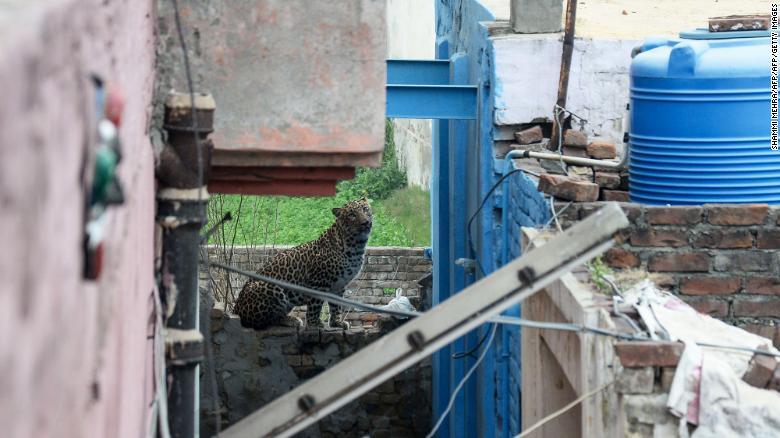 /SHAMMI MEHRA/AFP/AFP/Getty Images