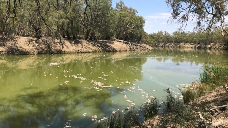 干ばつによる藻の異常発生で死亡した魚が川面に浮かび上がる/Max Phillips