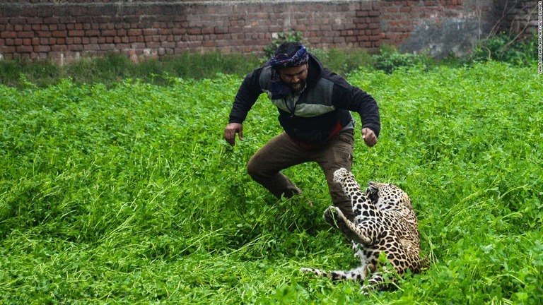 インド北部の村にヒョウが出現。パニック状態で走り回った/SHAMMI MEHRA/AFP/AFP/Getty Images