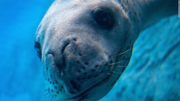 凍ったヒョウアザラシのふんからＵＳＢメモリーが見つかり、動画や写真も回収された/AFP/AFP/AFP/Getty Images