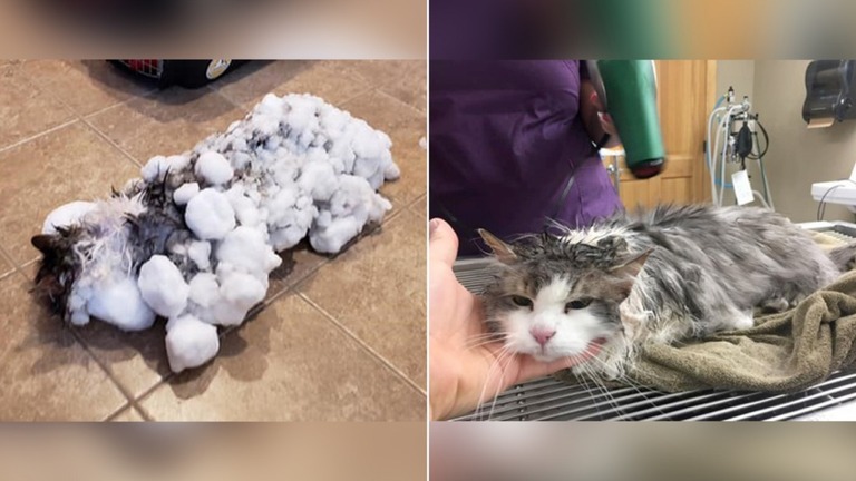 雪に埋もれ凍死寸前だったところを救助された猫のフラッフィー/Courtesy Animal Clinic of Kalispell