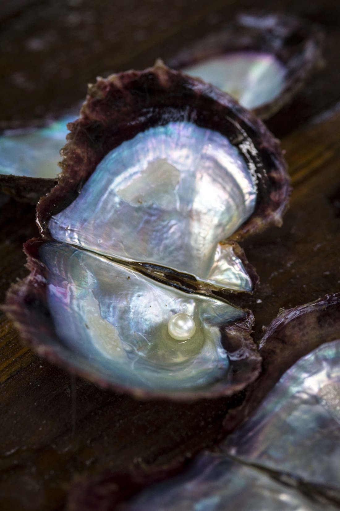 貝が分泌する真珠層によって真珠が作られる/TASAKI