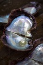 貝が分泌する真珠層によって真珠が作られる