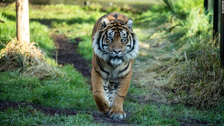 雄トラ「アシム」は、絶滅危惧の動物を救済するプログラムのため、ロンドンの動物園に搬送されていた/ZSL London Zoo