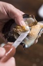 ＴＡＳＡＫＩは年間約１００万個のアコヤ貝を養殖している