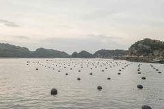 貝は、海底から離れた水面近くで育成する