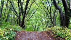 観音島へと向かう道は島内でも最も美しい風景が楽しめるという