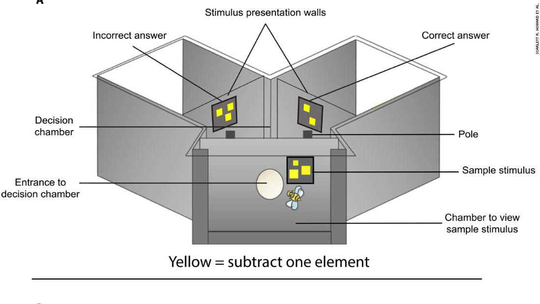 黄色の場合、ミツバチは、ひとつ数字を引かなければならないので、右側が「正解」となる/Scarlett R. Howard et al. 