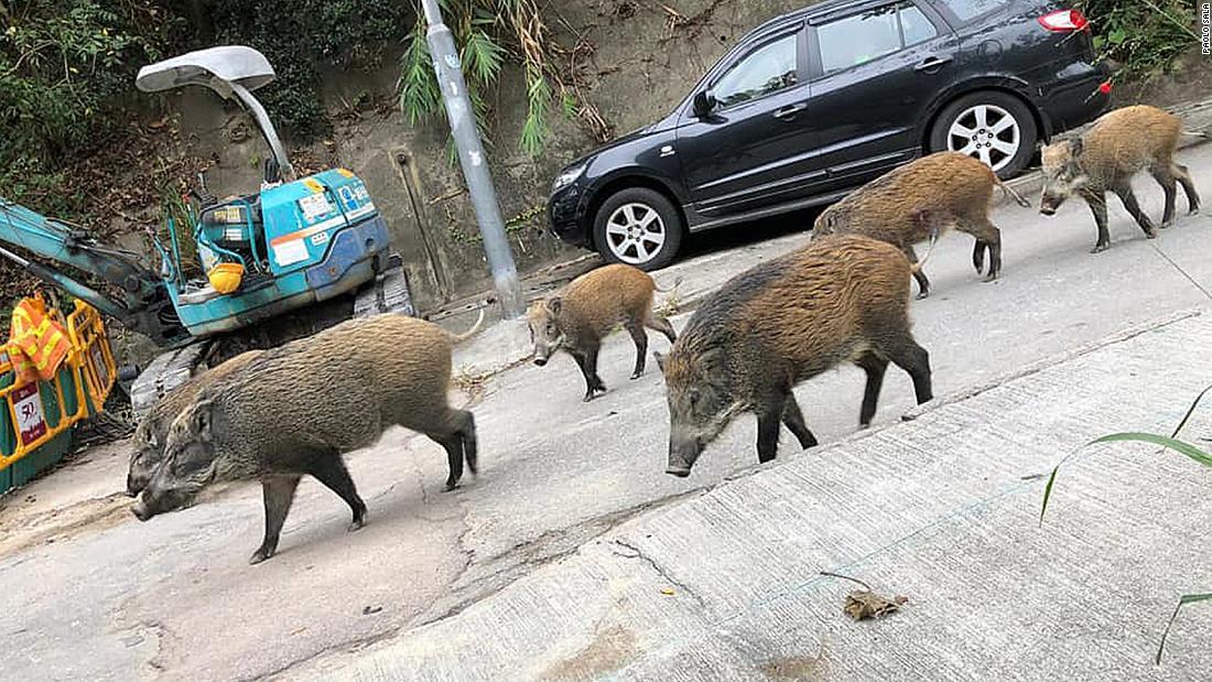 Cnn Co Jp 香港でイノシシ急増 市民が餌やり 人が襲われる被害も