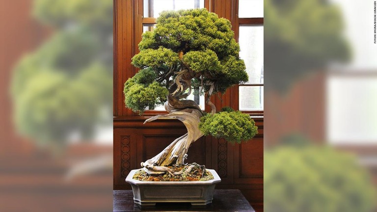 １０００万円以上の価値があるという盆栽「真柏」が盗難の被害に遭った/Fuyumi Iimura/Bonsai Kirakuen