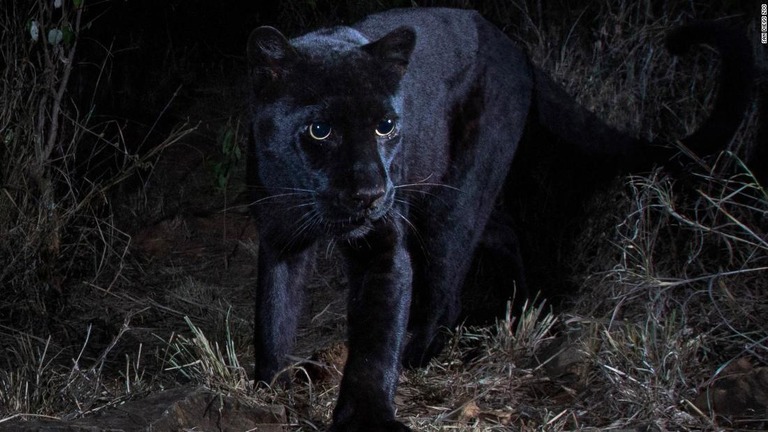 ケニアで野生の「クロヒョウ」を撮影した写真が公開された/Will Burrard-Lucas/San Diego Zoo 