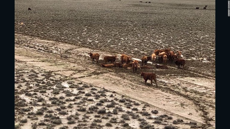 豪クイーンズランド州北部では、洪水の影響で推計５０万頭近くの牛が死んだという/Anthony Anderson