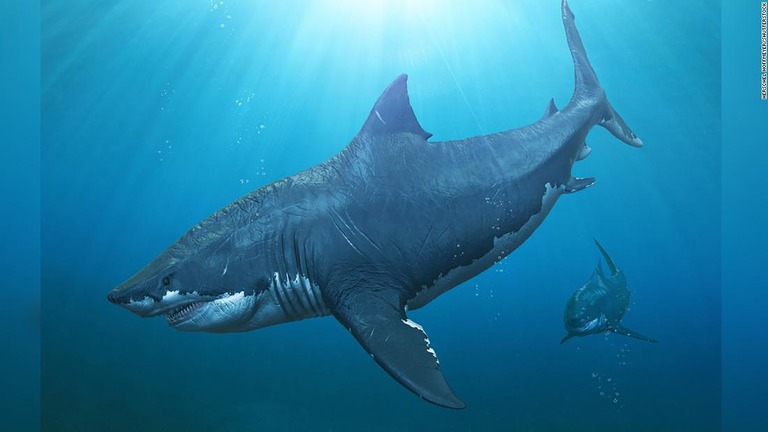 史上最大のサメ、メガロドンの絶滅の原因について、新たな研究結果が公表された/Herschel Hoffmeyer/Shutterstock