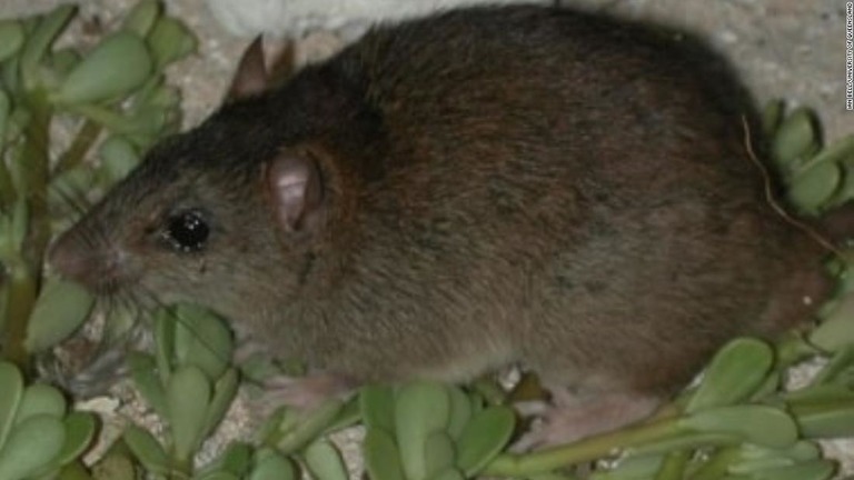 オーストラリアの島に生息していたネズミの１種、ブランブルケイ・メロミスが絶滅した/Ian Bell/University of Queensland