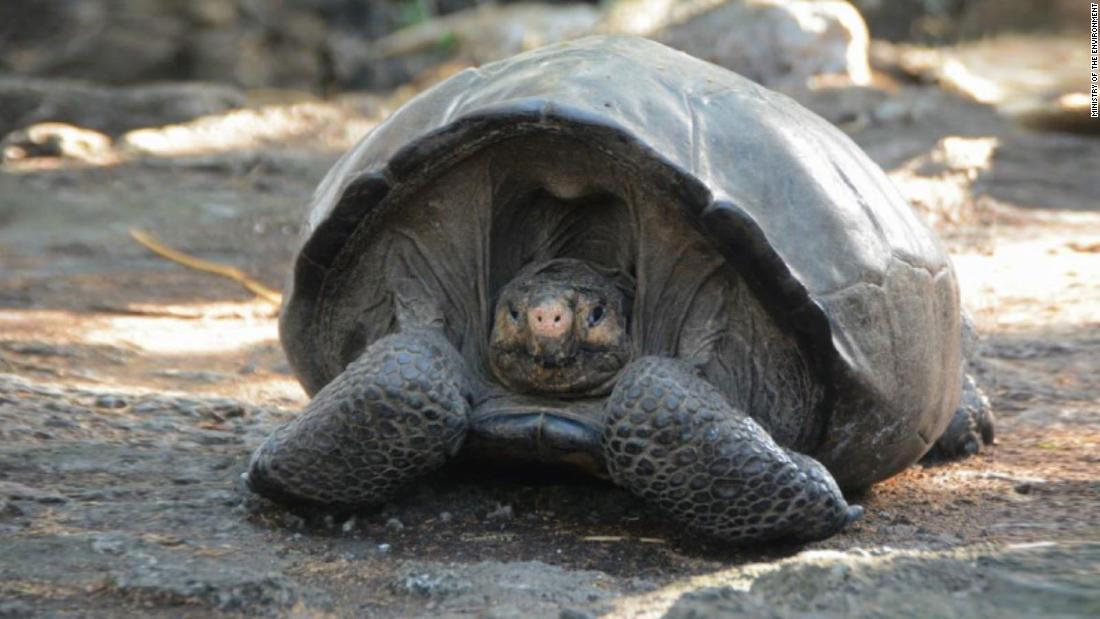 CNN.co.jp ゾウガメ、絶滅したと思ったら生きていた