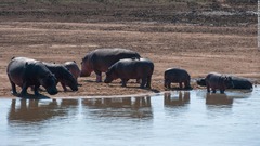 野生のカバ２０００頭の駆除、５月に開始　ザンビア