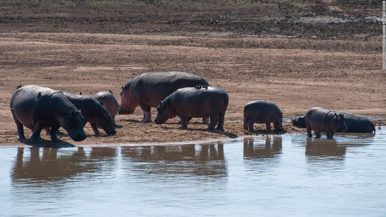 ザンビア東部を流れるルアングワ川のほとりに集まったカバたち/Wolfgang Kaehler/LightRocket via Getty Images