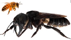 「世界最大」のハチ、３８年ぶりに発見　インドネシア