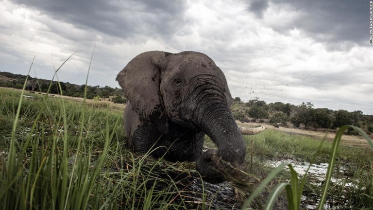ボツワナのチョベ国立公園の川で水浴びをするゾウ/CHRIS JEK/AFP/AFP/Getty Images