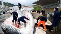 アイスランド、２千頭の商業捕鯨を許可　今後５年で