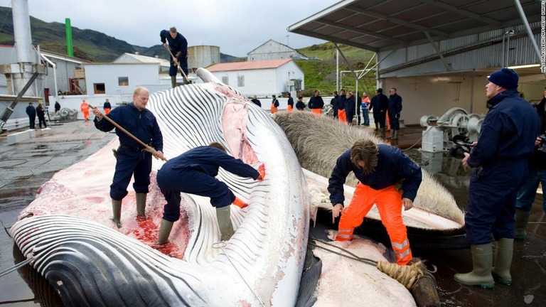 レイキャビク北郊の海岸で３５トンのミンククジラを解体する様子＝２００９年/Halldor Kolbeins/AFP/Getty Images
