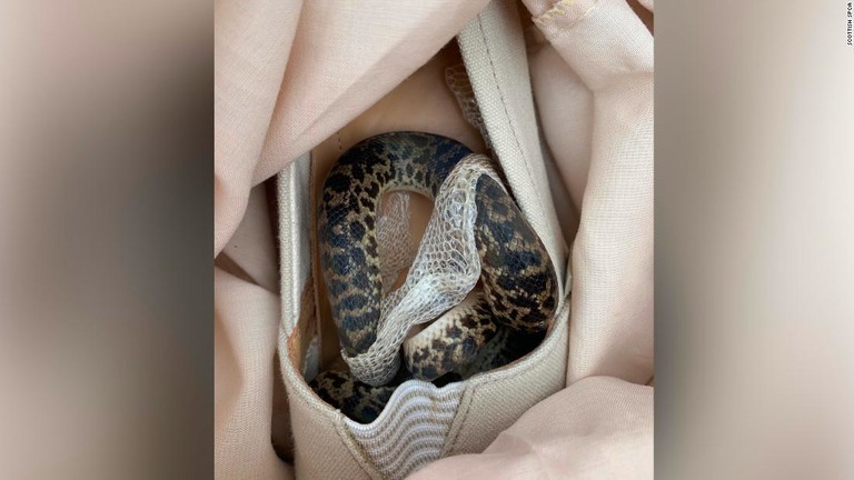 女性のスニーカーの中で見つかったヘビ/ Scottish SPCA