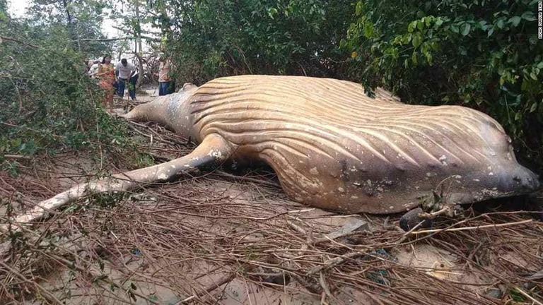森の中にクジラの死骸が発見された/Bicho D'água Team
