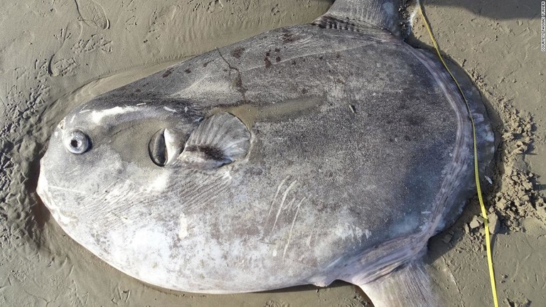 体長２メートルを超えるカクレマンボウが米カリフォルニア州の海岸に打ち上げられた/Courtesy Thomas Turner