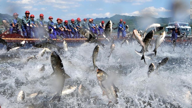 中国と日本の近海では漁業資源が最大で３５％も減少しているという/STR/AFP/AFP/Getty Images